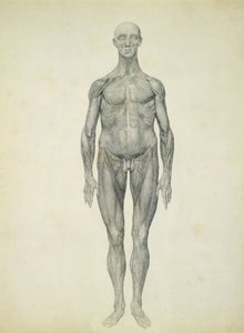 De Menselijke Figuur, vooraanzicht, uit de serie 
