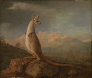 De Kongouro uit Nieuw-Holland (Kangoeroe)