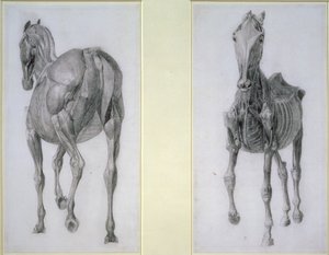 De studie van spieren: voor- en achteraanzicht, uit de 13e anatomische tafel, uit de anatomie van het paard, 1766 door George Stubbs