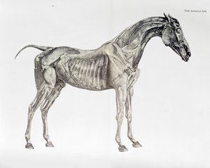 Derde Anatomische Tafel, uit 