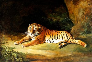 Tijger