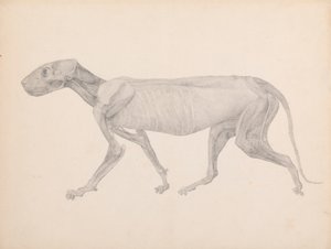 Tijgerlichaam, Zijaanzicht (Afgewerkte Tekening voor Onuitgegeven Tabel; Toont de Derde Fase van Ontleding) door George Stubbs