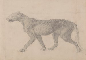 Tijgerlichaam, lateraal zicht (eerste van negen tekeningen van een ander exemplaar van tijger) door George Stubbs