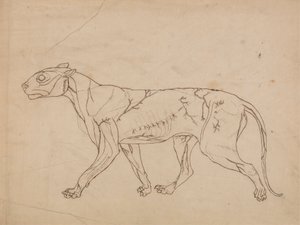 Tijgerlichaam, zijaanzicht (omtrekstudie van de oppervlakkige spieren en hun bloedtoevoer, waarschijnlijk gemaakt voor een sleutel figuur)