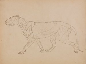 Tijgerlichaam, zijaanzicht (waarschijnlijk gemaakt als basis voor een sleutel figuur) door George Stubbs