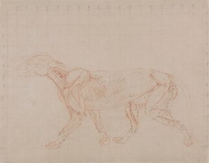 Tijgerlichaam, Lateraal Aanzicht (Studie van de vierde fase van dissectie die de diepere spieren toont) door George Stubbs
