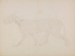 Tijgerlichaam, lateraal aanzicht (studie van de bovenste spierlagen en hun bloedtoevoer voorbereid voor de sleutelfiguur naar Tabel XIV) door George Stubbs