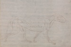Tijgerlichaam, zijaanzicht door George Stubbs