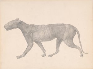 Tijger, lateraal zicht, met huid en weefsel verwijderd (afgewerkte studie voor Tafel IX)