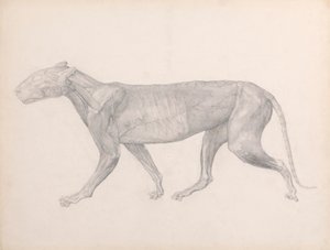 Tijger, zijaanzicht, met het bindweefsel over de spieren verwijderd (afgewerkte studie voor Tafel XIV) door George Stubbs
