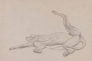 Tijger, liggend, ventraal bekeken door George Stubbs
