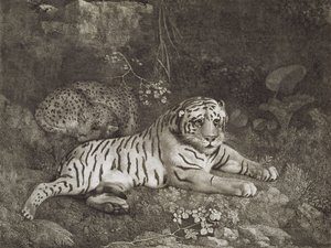 Twee tijgers, gegraveerd door de kunstenaar, uitgegeven 1788 door George Stubbs