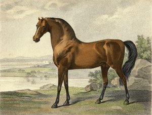 Warren Hastings Arabier