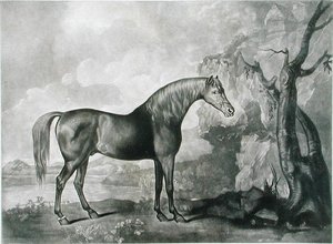 Bruin paardenmasker, naar George Stubbs, 1773 door George Townley Stubbs