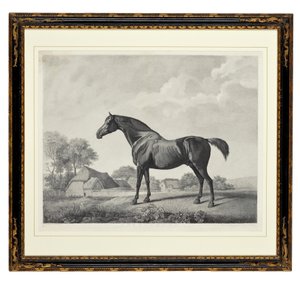 Hondsroos door George Townley Stubbs