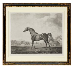 Sweetwilliam door George Townley Stubbs