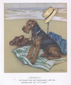 Airedale (kleurenlitho)