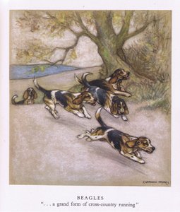 Beagles (kleurenlitho)