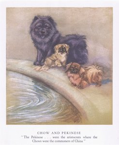 Chow en Pekinees (kleurenlitho)