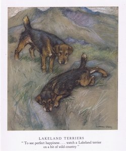 Lakeland Terriers (kleurenlitho)