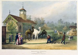 Het kameelhuis in de dierentuin, Regent