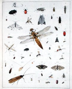 Verschillende insecten, plaat III uit 