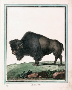 Antieke prent van Amerikaanse buffel door Georges Louis Leclerc