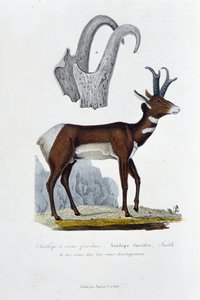 Natuurhistorische plaat: Zoölogische plaat die de Gevlekte Antilope voorstelt; Furcifer Antelope, Smith. a. De hoorns in hun volledige ontwikkeling - in Volledige Werken van Buffon door natuuronderzoeker Georges Louis Leclerc, Graaf van Buffon. Gravure uit door Georges Louis Leclerc