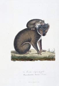 Natuurhistorische plaat: Zoölogische plaat die de koala afbeeldt (na Griffith), Phascolarctos Fuscus - in 