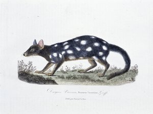 Natuurhistorische Plaat: Zoölogische plaat die de Dasyure Viverrin, Dasyurus Viverrinus afbeeldt - in "Volledige Werken van Buffon" door natuuronderzoeker Georges Louis Leclerc, Graaf van Buffon (1707 - 1788). Gravure uit 1837. door Georges Louis Leclerc