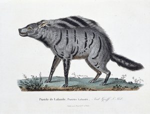 Natuurhistorische plaat: Zoölogische plaat die de Protele de Lalande afbeeldt, Proteles Lalandii - in 