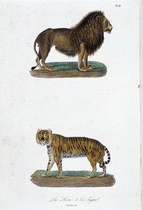 Natuurhistorische Plaat: Zoologische plaat met de leeuw en de tijger - in 