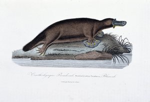 Natuurhistorische plaat: Zoölogische plaat die de ornithorync Paradoxal (Ornithorhynchus Paradoxux) voorstelt, Blumenb - in Werken van Buffon door natuuronderzoeker Georges Louis Leclerc, Graaf van Buffon. Gravure uit 1837. door Georges Louis Leclerc