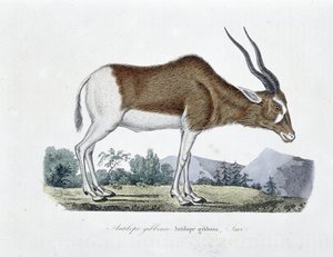 Natuurhistorische Plaat: Zoölogische kaart die de Gibbous Antelope, Gibbosa Antelope, Savi afbeeldt - in "Volledige Werken van Buffon" door natuuronderzoeker Georges Louis Leclerc, Graaf van Buffon (1707 - 1788). Gravure uit 1837. door Georges Louis Leclerc