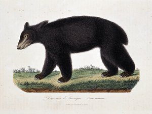 Natuurhistorische plaat: Zoölogische kaart die De Zwarte Beer van Amerika (Ursus americanus) voorstelt - in Werken van Buffon door natuuronderzoeker Georges Louis Leclerc, Graaf van Buffon. Gravure uit 1837.
