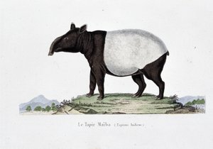 Natuurhistorische Plaat: Zoölogische kaart die Le Tapir Maiba (Tapirus Indicus) afbeeldt - in "Werken van Buffon" door natuuronderzoeker Georges Louis Leclerc, Graaf van Buffon (1707 - 1788). Gravure uit 1837. door Georges Louis Leclerc