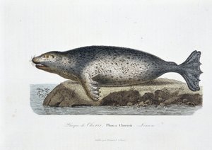 Natuurhistorisch bord: Zoölogisch bord dat de zeehond van Choris, Phoca Chorisii, Lesson voorstelt - in “Werken van Buffon” door natuuronderzoeker Georges Louis Leclerc, Graaf van Buffon (1707 - 1788). Gravure uit 1837 door Georges Louis Leclerc