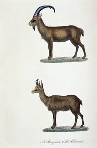 Natuurhistorische plaat: Zoologische plaat met de Steenbok en de Gems - in 