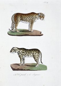 Natuurhistorische plaat: Zoölogische plaat die 1. De Luipaard en 2. De Jaguar afbeeldt - in "Volledige Werken van Buffon" door natuuronderzoeker Georges Louis Leclerc, Graaf van Buffon (1707 - 1788). Gravure uit 1837. door Georges Louis Leclerc