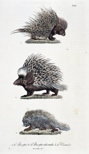 Natuurhistorische plaat: Zoölogische plaat die 1. Het epische varken, 2. Het epische varken van India en 3. Le Coendou afbeeldt - in 
