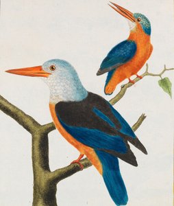 Histoire naturelle. Oiseaux. Planches enluminées, 1766-1782 door Georges Louis Leclerc de Buffon