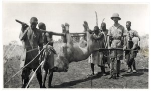 Leeuw bij Bahr el Ghazal, Am Dafok, 1925 door Georges Marie Haardt