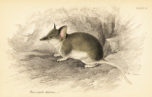 Gewone dunnart, Sminthopsis murina door Georges Robert Waterhouse