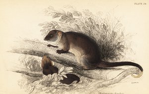 Gewone ringstaartbuidelrat, Pseudocheirus peregrinus door Georges Robert Waterhouse