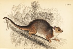 Pseudocheirus peregrinus door Georges Robert Waterhouse