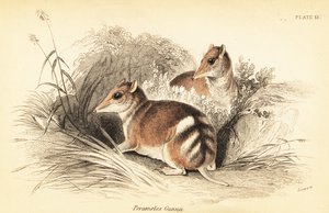 Oostelijke gestreepte buidelrat, Perameles gunnii (gravure)