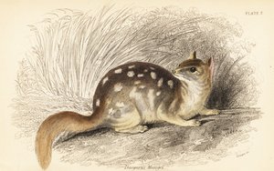 Oostelijke quoll, Dasyurus viverrinus. Bedreigd door Georges Robert Waterhouse