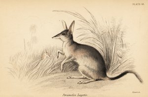 Grote bilby, Macrotis lagotis. Bedreigd, 1841 (gravure) door Georges Robert Waterhouse