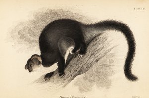 Grote glider, Petauroides volans door Georges Robert Waterhouse