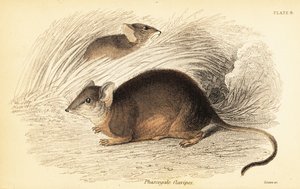 Mardo of geelvoetige antechinus, Antechinus flavipes, 1841 (gravure)